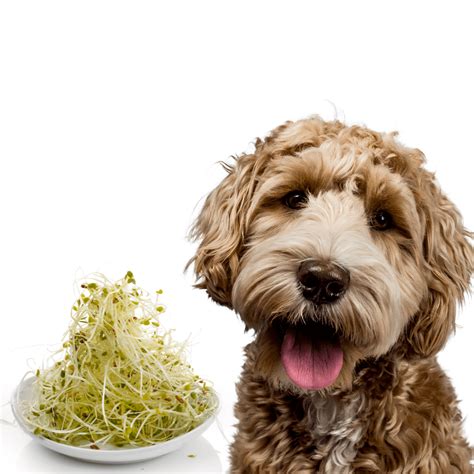 are alfalfa sprouts good for dogs